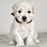 ビションフリーゼ