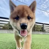 豆柴