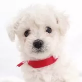 ビションフリーゼ