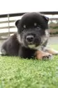 柴犬(標準サイズ)【千葉県・男の子・2025年7月17日・黒】の写真2