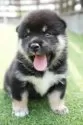 柴犬(標準サイズ)【千葉県・女の子・2025年7月17日・黒】の写真5