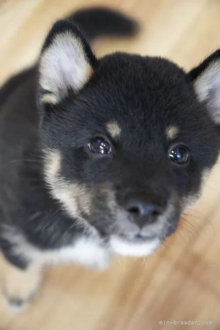 黒柴 ☆プロフィール必読☆ 柴犬【宮城県・男の子・2025年8月25日・黒】かわいい黒柴の