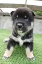 柴犬(標準サイズ)【千葉県・男の子・2025年7月17日・黒】の写真6