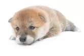 豆柴【千葉県・男の子・2025年3月6日・赤】の写真12