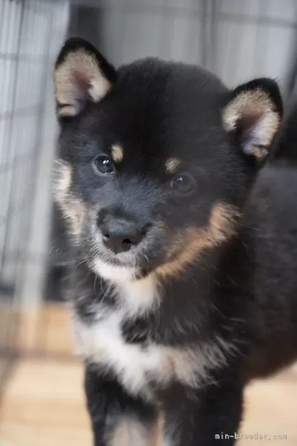黒柴 ☆プロフィール必読☆ 柴犬【宮城県・男の子・2025年8月25日・黒】かわいい黒柴の