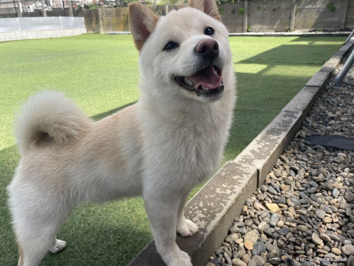 豆柴【・男の子・2024年10月22日・白】