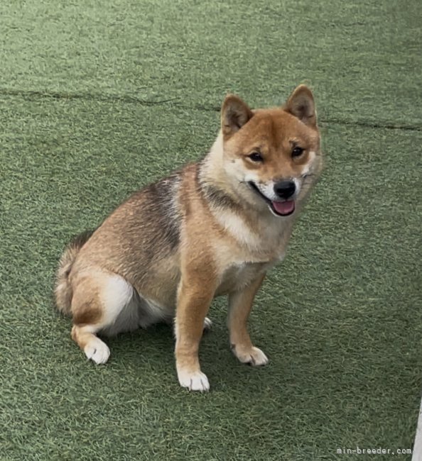 豆柴【・女の子・2024年8月21日・赤】