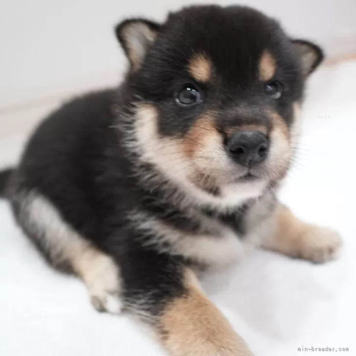 ID：2410-00087の子犬