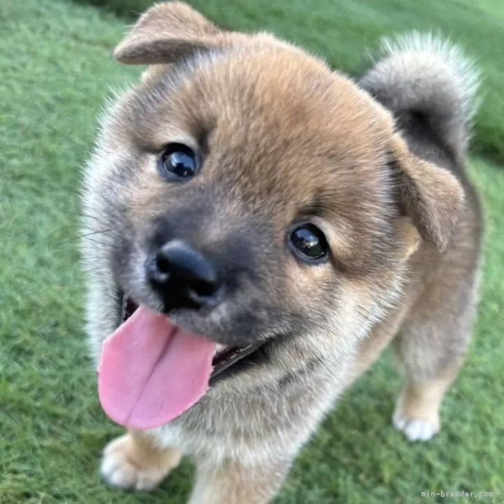 ID:2408-02753の子犬