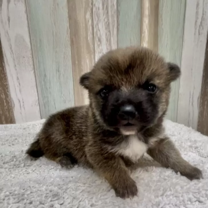 ID:2402-04734の子犬