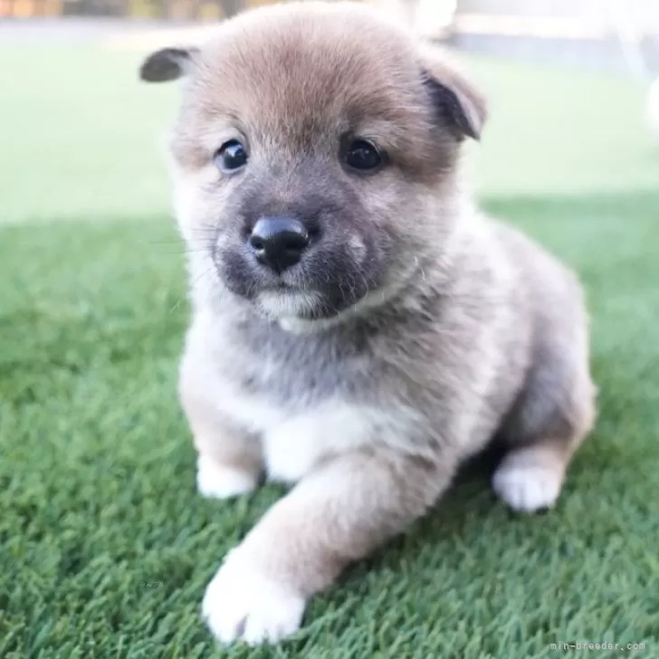 ID:2403-02292の子犬