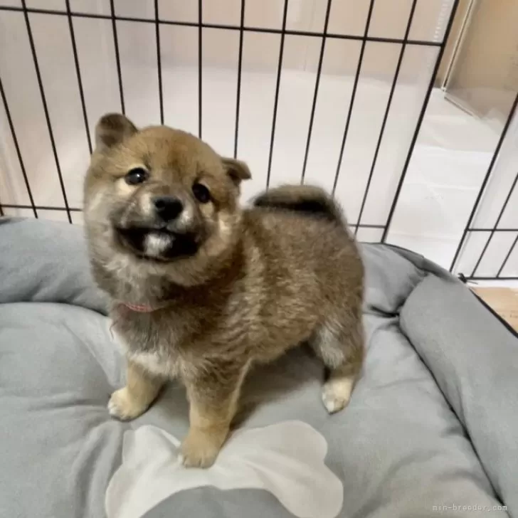 ID:2401-02584の子犬