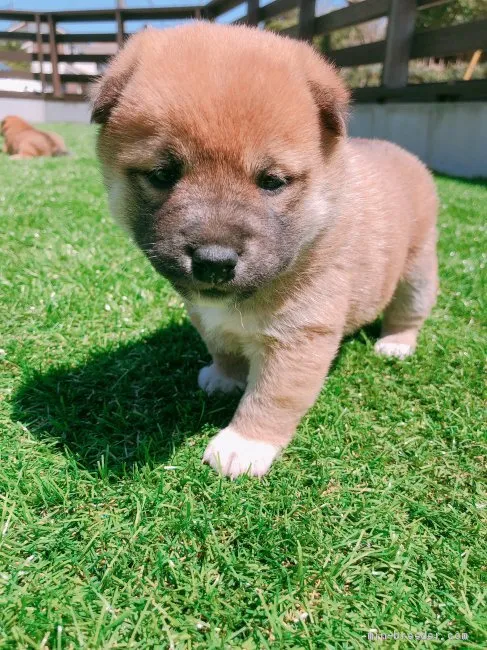 ID:1904-01312の子犬