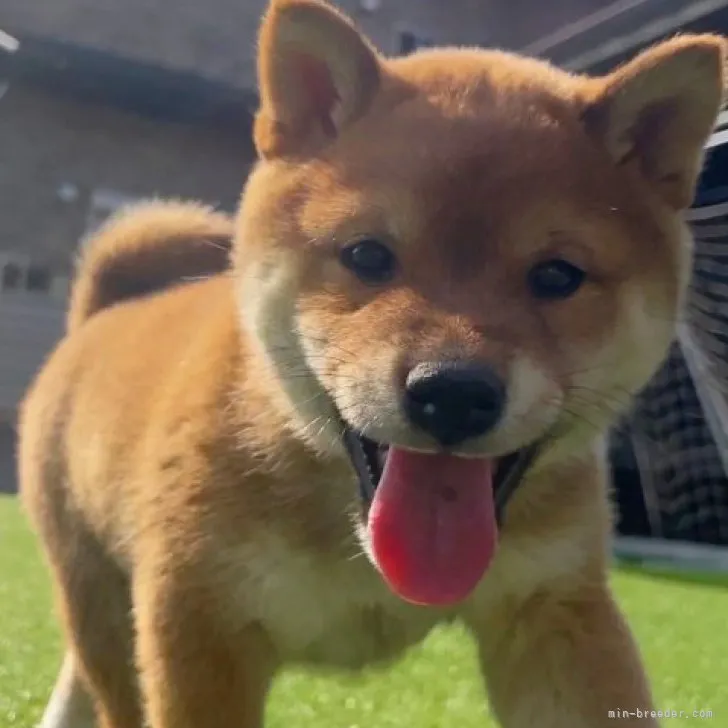 ID：2302-02570の子犬