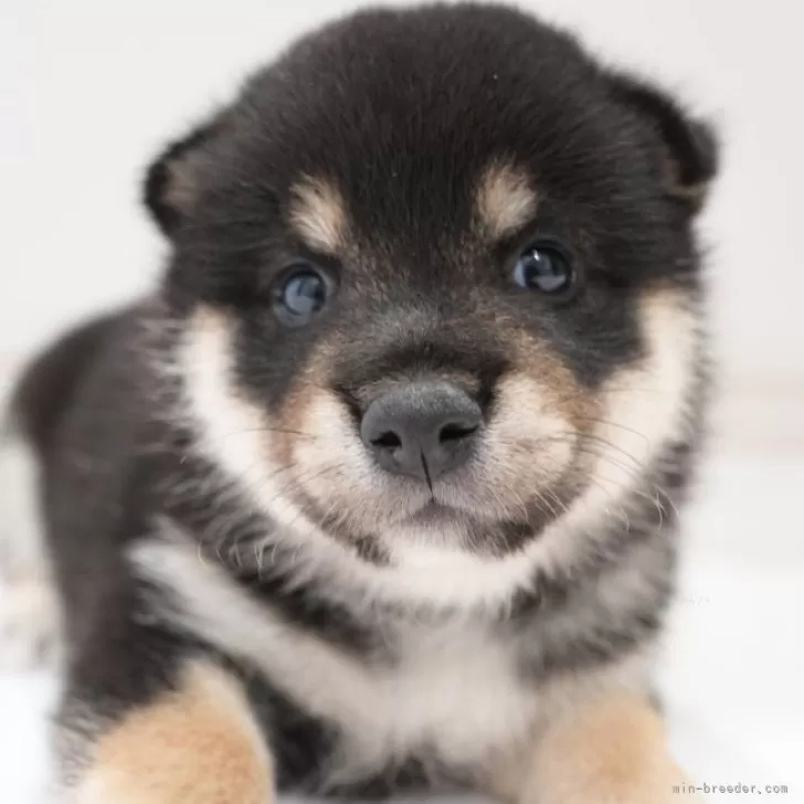 ID:2410-00095の子犬