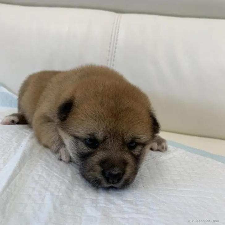 ID：2206-02039の子犬