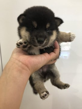 柴犬(豆柴)【千葉県・男の子・2019年6月13日・黒 クロ 黒柴 クロシバ】の写真「目が可愛く、色の入りもいい感じです(^ ^」