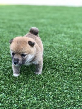 柴犬(標準サイズ)【千葉県・男の子・2018年5月15日・赤】の写真「親犬が小さいので、赤ちゃんも小さいです(^_^)」