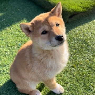 柴犬(豆柴)【千葉県・女の子・2022年10月15日・茶色 赤色】の写真「両親豆柴サイズ！両親も見学可能です！」