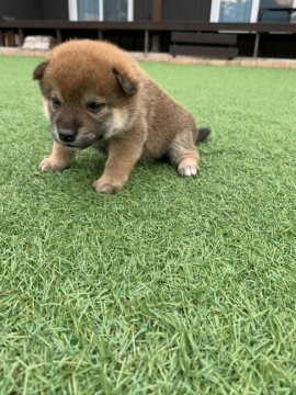 柴犬(豆柴)【千葉県・男の子・2020年6月11日・茶色 茶 赤 アカ】の写真「父親・母親ともに豆柴サイズです＾＾」