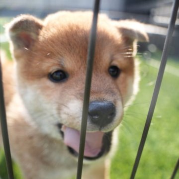 柴犬(豆柴)【千葉県・男の子・2024年1月30日・赤】の写真「優しいお顔の男の子🐶🐾」