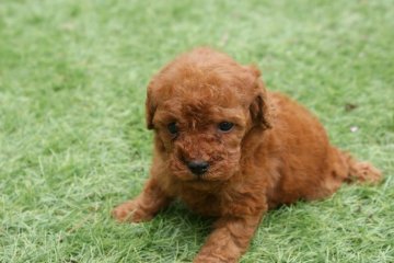 トイプードル(ティーカップ)【千葉県・女の子・2020年7月24日・レッド 赤】の写真「可愛い女の子です(^^)」