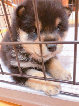 柴犬(標準サイズ)【千葉県・男の子・2018年11月22日・黒】の写真「男の子らしい黒柴です(^^)」