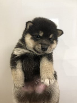 柴犬(標準サイズ)【千葉県・男の子・2019年6月13日・黒 クロ 黒柴 クロシバ】の写真「目が可愛く、色の入りもいい感じです(^ ^」