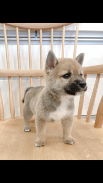 柴犬(豆柴)【千葉県・男の子・2019年9月10日・アカ 赤 アカシバ 赤柴】の写真「小さめな柴犬です(^ ^おとなしめな性格^_^」