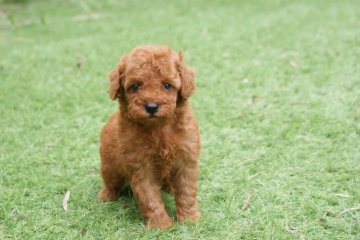 トイプードル(トイ)【千葉県・男の子・2020年7月24日・レッド 赤】の写真「可愛い男の子です(^^)」