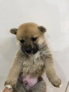 柴犬(豆柴)【千葉県・男の子・2019年9月10日・アカ 赤 アカシバ 赤柴】の写真「小さめな柴犬です(^ ^おとなしめな性格^_^」