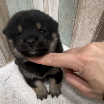 柴犬(豆柴)【千葉県・女の子・2024年1月31日・黒】の写真「わがままBodyな女の子🐶🐾」