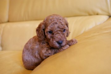 トイプードル(トイ)【千葉県・男の子・2020年7月16日・レッド 赤】の写真「可愛い男の子です(^^)」