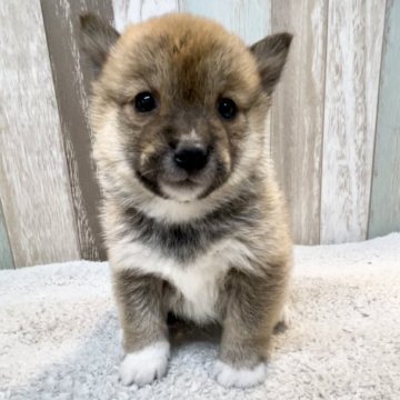 柴犬(豆柴)【千葉県・女の子・2023年12月15日・赤】の写真「とーっても小さな女の子🐶🐾　⚠️ 訳あり⚠️」