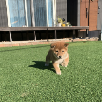 柴犬(豆柴)【千葉県・男の子・2022年10月15日・茶色 赤色】の写真「クリスマス特価(^^両親豆柴サイズです！」