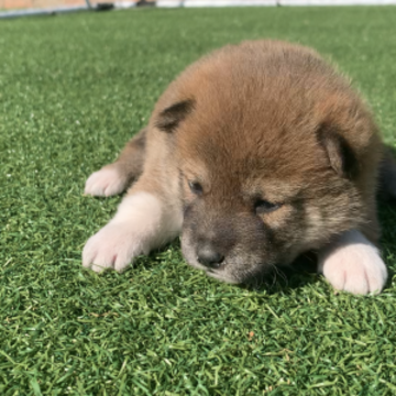柴犬(豆柴)【千葉県・男の子・2022年10月5日・茶色 赤色】の写真「両親豆柴サイズです！両親見学可能です(^^)」