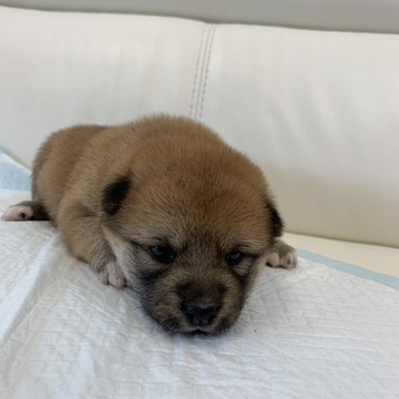 柴犬(豆柴)【千葉県・女の子・2022年5月2日・赤 茶色】の写真「両親豆柴サイズです(^^)」