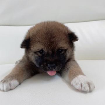 柴犬(豆柴)【千葉県・女の子・2022年4月26日・黒胡麻】の写真「値下げしました！！綺麗な黒胡麻です＾＾」