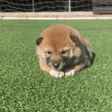 柴犬(豆柴)【千葉県・女の子・2022年10月5日・茶色 赤色】の写真「両親豆柴サイズです(^^両親も見学可能です！」