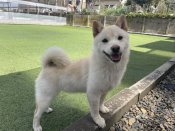 豆柴【・男の子・2024年10月22日・白】