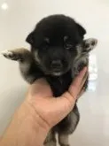 柴犬(標準サイズ)【千葉県・男の子・2019年6月13日・黒 クロ 黒柴 黒柴】の写真2