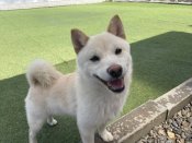 豆柴【・男の子・2024年10月22日・白】