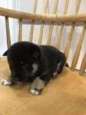 柴犬(標準サイズ)【千葉県・男の子・2019年6月13日・黒 クロ 黒柴 黒柴】の写真4