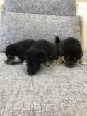 柴犬(標準サイズ)【千葉県・男の子・2019年6月13日・黒 クロ 黒柴 黒柴】の写真5「真ん中のわんちゃんです(^ ^)」