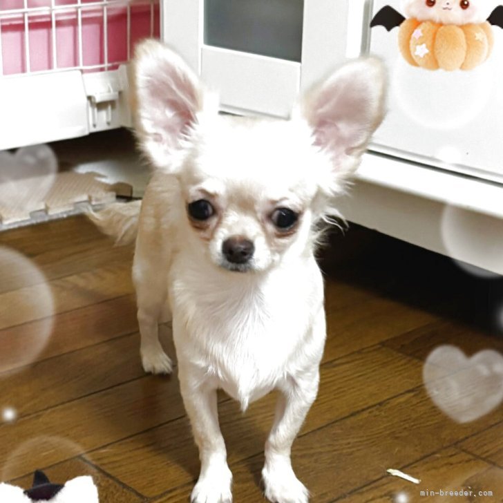 ブリーダー画像