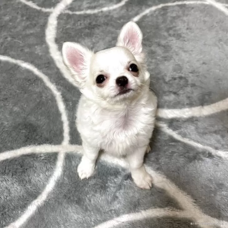 U.K 様のお迎えした子犬