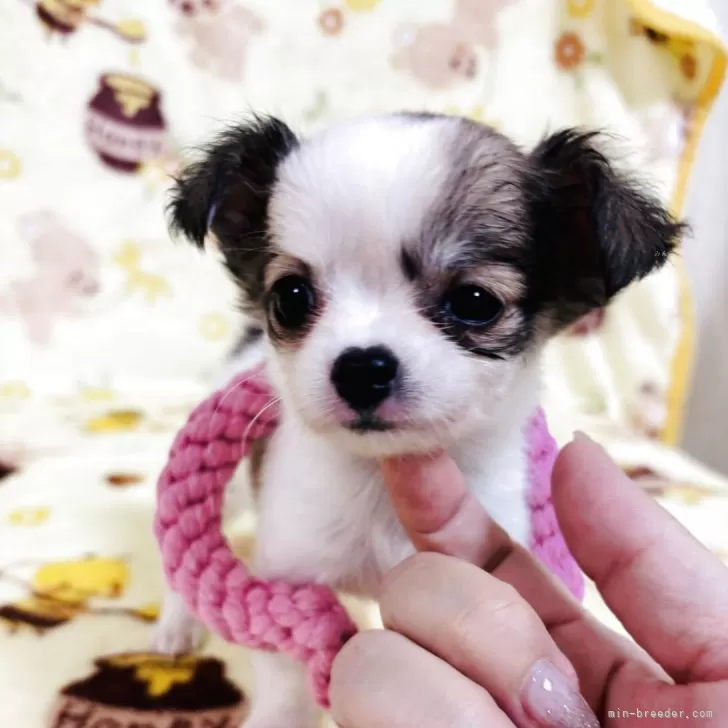 チワワ(ロング)【千葉県・女の子・2025年5月11日・ホワイト&レッド】の写真1「体重800g  9月22日お引き渡し可能です🉑」