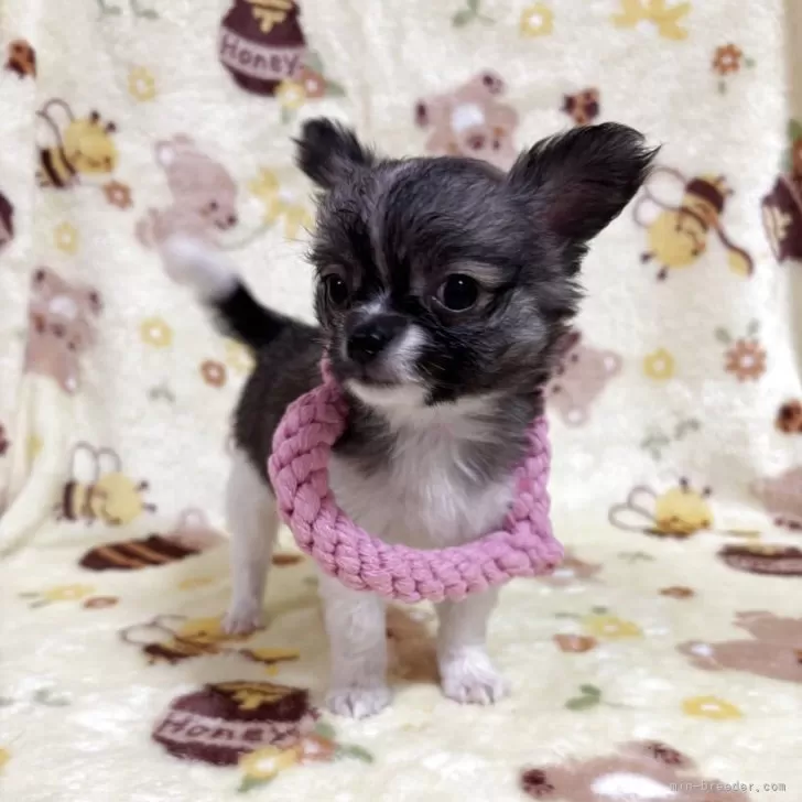 ID:2507-03096の子犬
