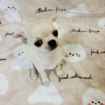 チワワ(スムース)【千葉県・男の子・2024年11月15日・クリーム】の写真「❤️女の子みたいな顔つきで潤み目のウルルン❤️」