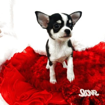 チワワ(スムース)【千葉県・女の子・2025年9月13日・ブラックタン&ホワイト】の写真「🌰とってもキュートなスムチーちゃん🌰」